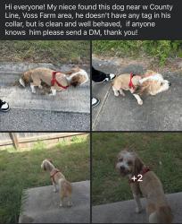 Found/Stray Male Dog last seen County Line with Pahmeyer, Voss Farm area, New Braunfels, TX 78130