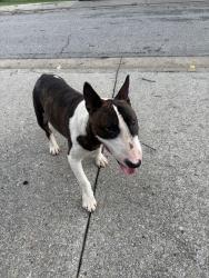 Found/Stray Male Dog last seen Josephine rd doraville, GA 30340, Gwinnett Village, GA 30340
