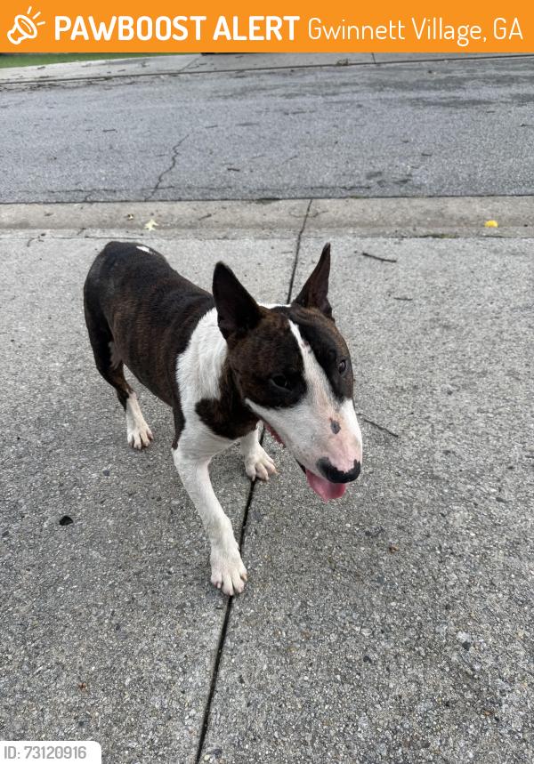 Found/Stray Male Dog last seen Josephine rd doraville, GA 30340, Gwinnett Village, GA 30340