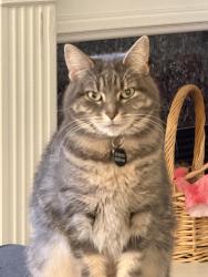 Lost Female Cat last seen Le Muy Honeycutt, Fayetteville, NC 28307