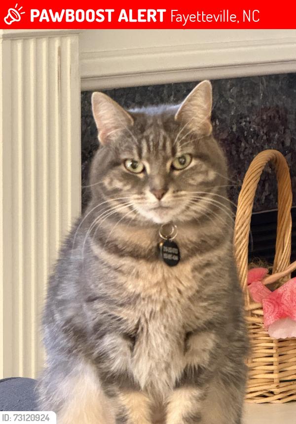 Lost Female Cat last seen Le Muy Honeycutt, Fayetteville, NC 28307
