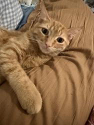 Reunited Male Cat last seen Near deer ridge rd, Fairview, TN 37062