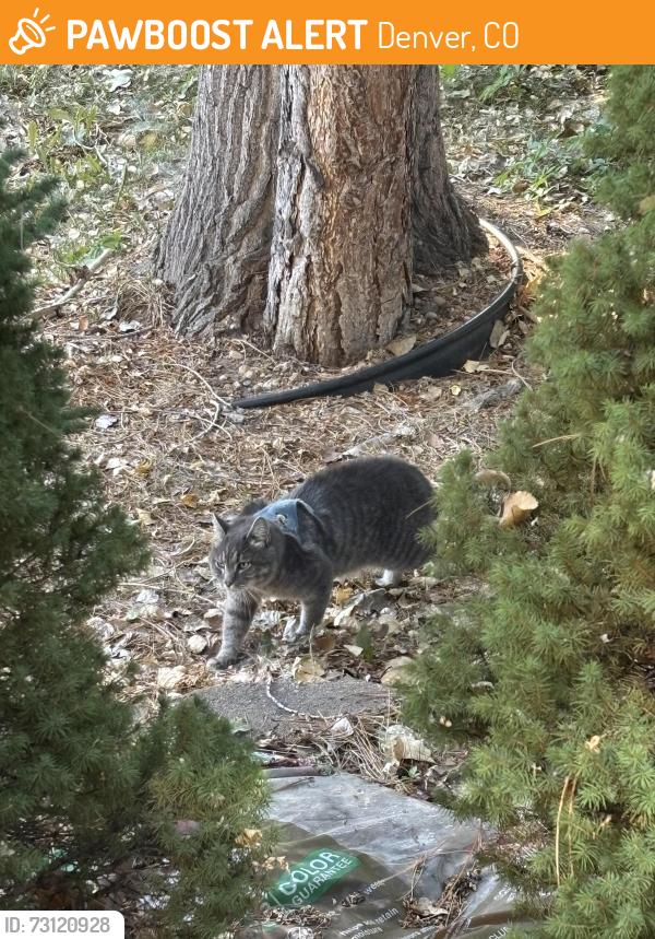 Found/Stray Male Cat last seen Josephine and Yale, Denver, CO 80210