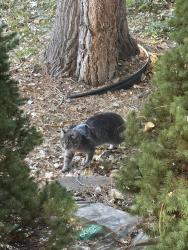 Found/Stray Male Cat last seen Josephine and Yale, Denver, CO 80210