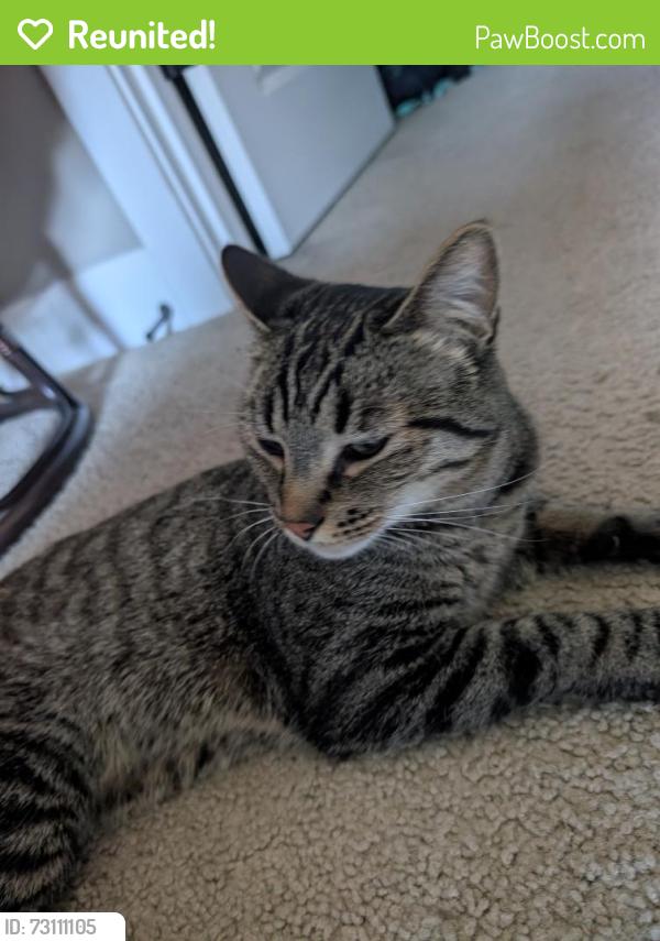 Reunited Male Cat last seen Portsmouth and Druid ave, Portland, OR 97203