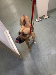Shelter Stray Male Dog last seen CHESTER, VA, 23831, 9300 Public Works Rd, Chesterfield, VA 23832, USA