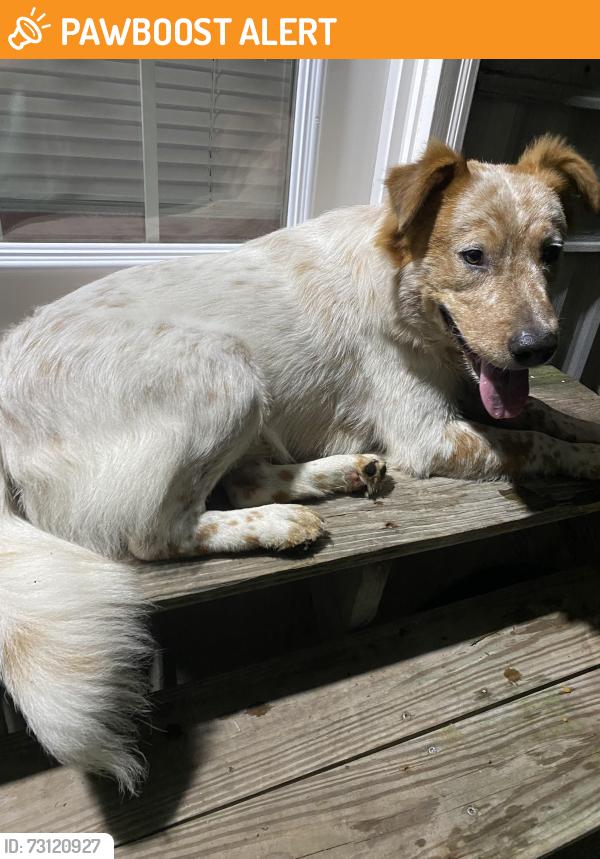 Found/Stray Male Dog last seen Between Bill Long Rd and Swamp Fox Hwy E. About 0.5 miles from Dollar General 16015 Swamp Fox Hwy E Tabor City, NC 28463, Columbus County, NC 28463
