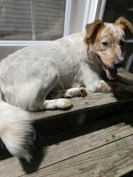 Found/Stray Male Dog last seen Between Bill Long Rd and Swamp Fox Hwy E. About 0.5 miles from Dollar General 16015 Swamp Fox Hwy E Tabor City, NC 28463, Columbus County, NC 28463