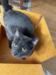 Reunited Female Cat last seen 43rd. Ave S and 44th St, Minneapolis, MN 55406