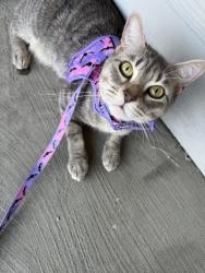 Reunited Female Cat last seen Near Abrams Rd, Dallas, TX 75231, USA, Dallas, TX 75231