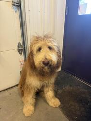 Found/Stray Female Dog last seen W and Cook Rd, State Rte W, MO 64436