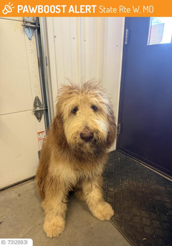 Found/Stray Female Dog last seen W and Cook Rd, State Rte W, MO 64436