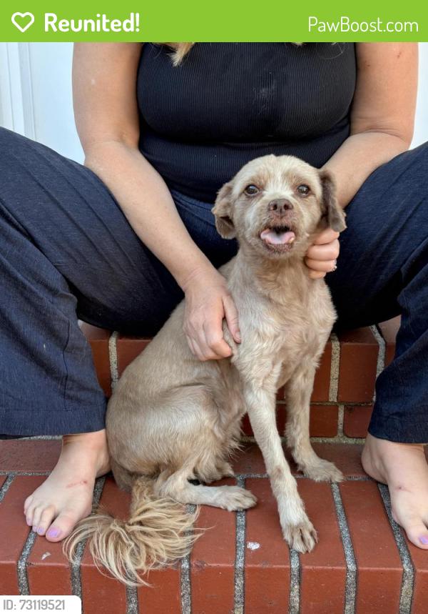 Reunited Unknown Dog last seen Meadow Lane, Walnut Creek, CA 94595