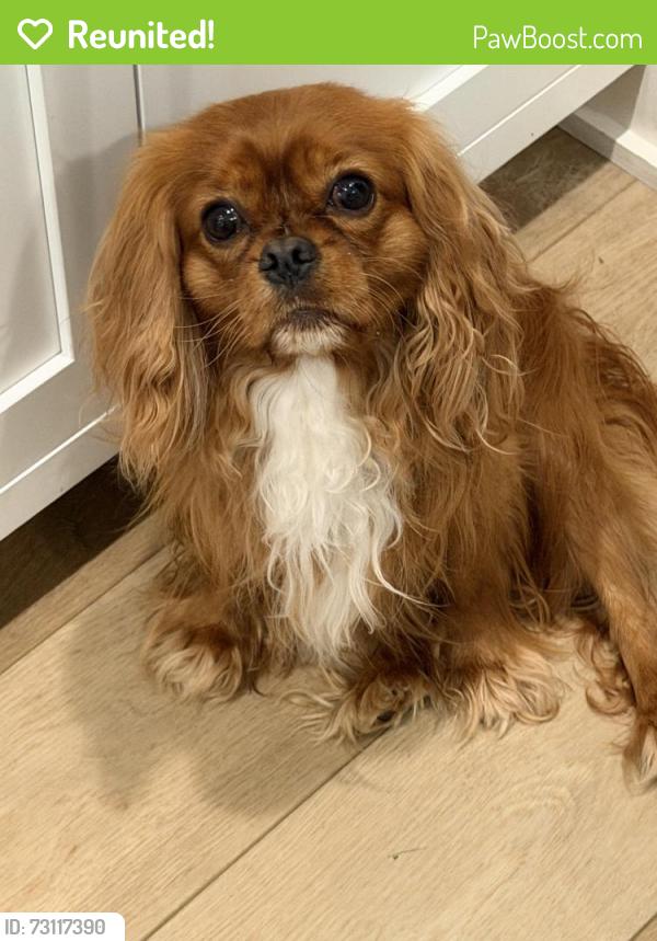 Reunited Male Dog last seen Union Valley, Lost Man’s Lane, Meadow ests, Ellettsville, Monroe County, IN 47404