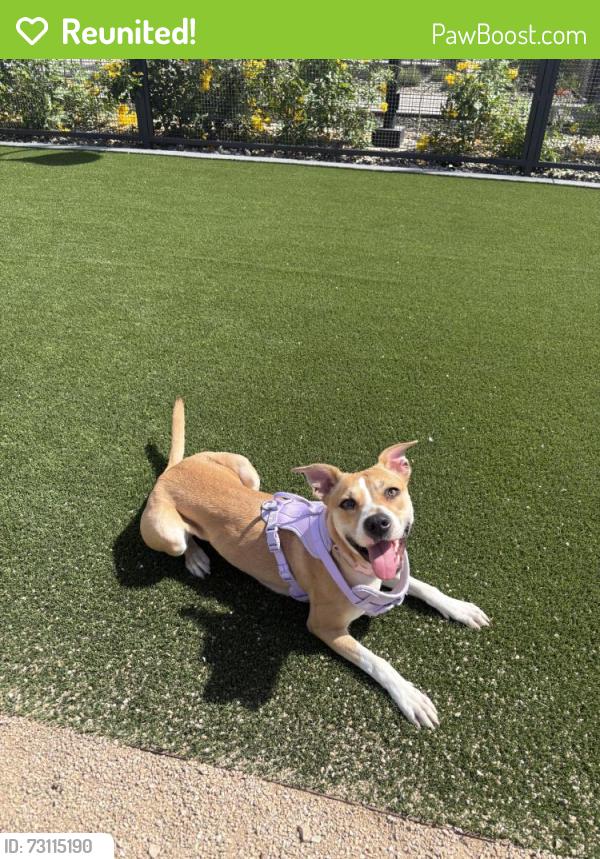 Reunited Female Dog last seen Near S Hardy Dr, Tempe, AZ 85281, USA, Tempe, AZ 85281