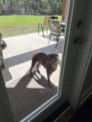 Found/Stray Female Dog last seen Mostly woods here, Mobile County, AL 36521