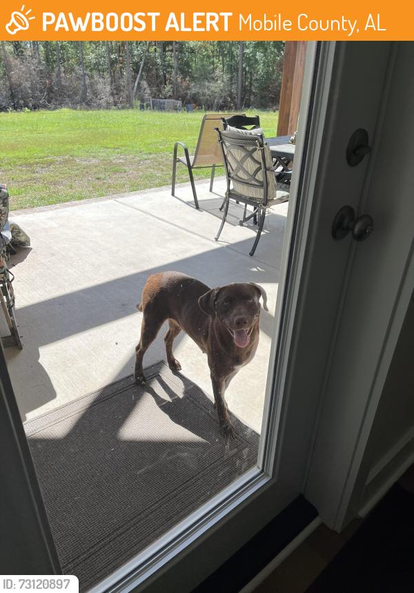 Found/Stray Female Dog last seen Mostly woods here, Mobile County, AL 36521