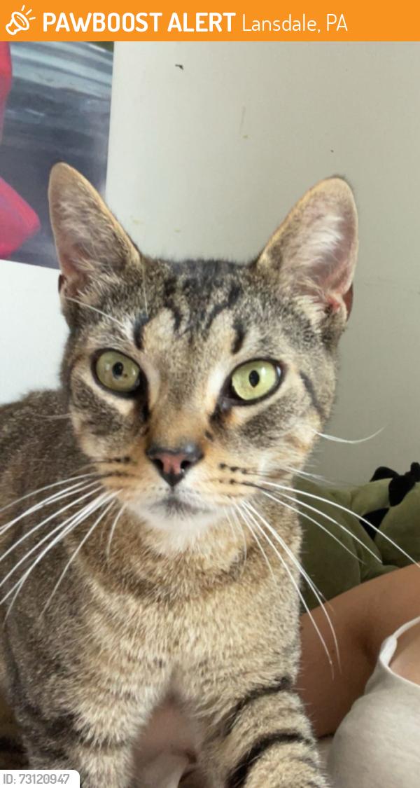 Found/Stray Female Cat last seen lehigh valley dairy, Lansdale, PA 19446