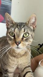 Found/Stray Female Cat last seen lehigh valley dairy, Lansdale, PA 19446