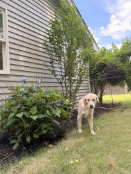 Reunited Female Dog last seen Potter Road, Framingham, MA 01701