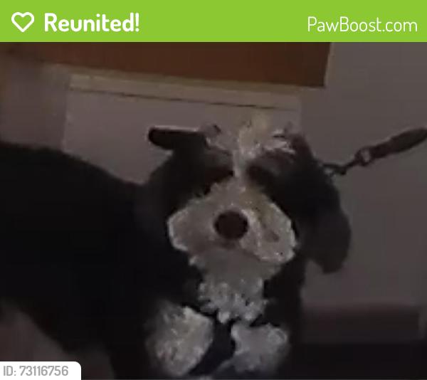 Reunited Female Dog last seen Pitkin Avenue and Junius street., Brooklyn, NY 11212
