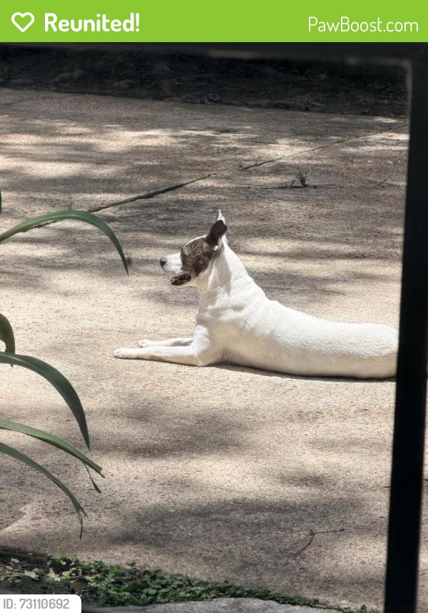 Reunited Male Dog last seen Champioforesr and springcypress, Spring, TX 77379