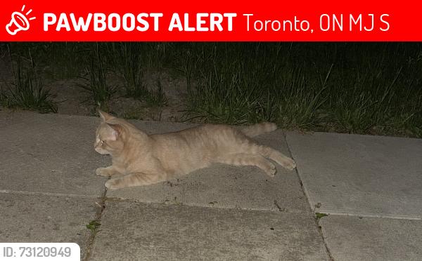 Lost Male Cat last seen Cross street, Toronto, ON M2J 4S5