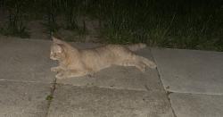 Lost Male Cat last seen Cross street, Toronto, ON M2J 4S5