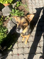 Reunited Female Dog last seen SW Spring Garden Court & SW 37th Ave, Portland, OR 97219