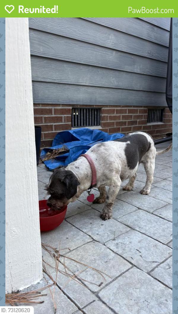 Reunited Female Dog last seen Masterpiece Dr, Hope Mills, Nc, Gray's Creek, NC 28348