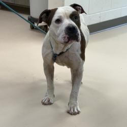 Shelter Stray Male Dog last seen , 901 N Haverty St, Pine Bluff, AR 71601, USA