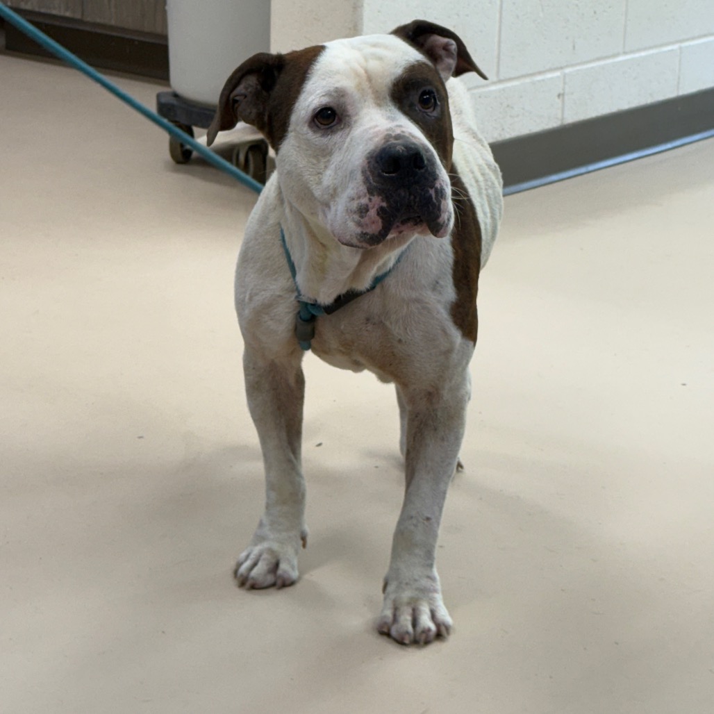Shelter Stray Male Dog last seen , 901 N Haverty St, Pine Bluff, AR 71601, USA