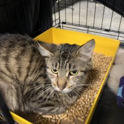 Shelter Stray Female Cat last seen , 3100 Deats Rd, Dickinson, TX 77539, USA