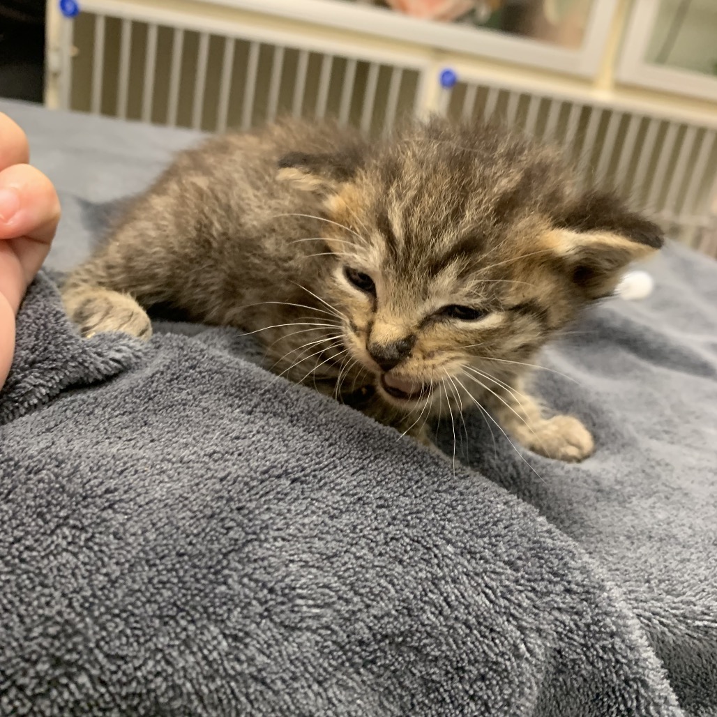 Shelter Stray Unknown Cat last seen , 3100 Deats Rd, Dickinson, TX 77539, USA