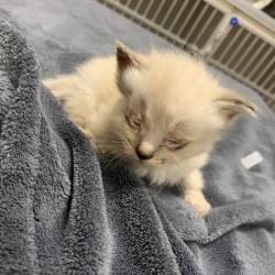 Shelter Stray Unknown Cat last seen , 3100 Deats Rd, Dickinson, TX 77539, USA