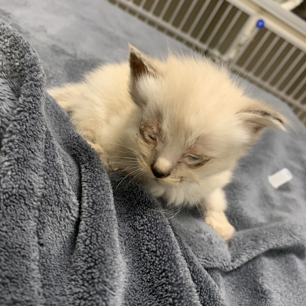 Shelter Stray Unknown Cat last seen , 3100 Deats Rd, Dickinson, TX 77539, USA