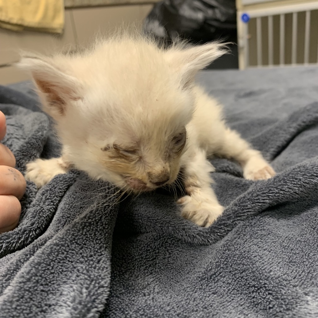 Shelter Stray Unknown Cat last seen , 3100 Deats Rd, Dickinson, TX 77539, USA