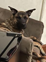 Reunited Male Dog last seen Between jefferson blvd and Greenhill dr, Hagerstown, MD 21742