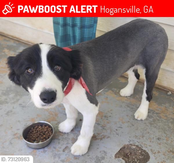 Lost Male Dog last seen Just east of ingles, Hogansville, GA 30230