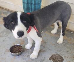 Lost Male Dog last seen Just east of ingles, Hogansville, GA 30230