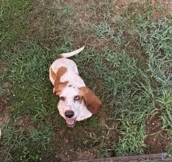 Reunited Female Dog last seen Mason Rd, Inman, SC 29349