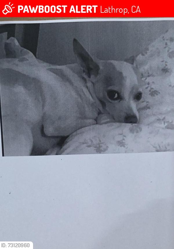 Lost Male Dog last seen Eagles Nest Harley Shop, Lathrop, CA 95330