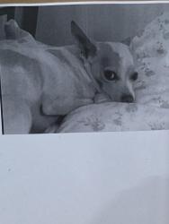 Lost Male Dog last seen Eagles Nest Harley Shop, Lathrop, CA 95330