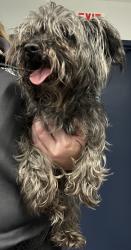 Reunited Unknown Dog last seen Port St Lucie, Port St. Lucie, FL 34986