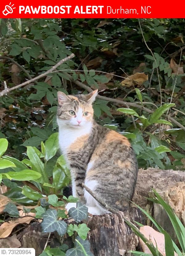 Lost Female Cat last seen Perkins Rd, Durham, Durham, NC 27705