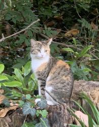 Lost Female Cat last seen Perkins Rd, Durham, Durham, NC 27705