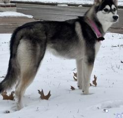 Reunited Female Dog last seen Memorial parkway, Houston, TX 77019