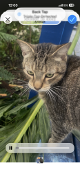 Reunited Male Cat last seen Near 15th Street palm harbor, Palm Harbor, FL 34683