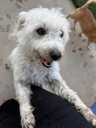 Found/Stray Male Dog last seen Via Pacifica and Border, Corona, CA 92882