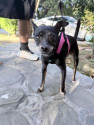 Reunited Female Dog last seen Goodrich Blvd & Whittier Blvd by the Starbucks & Target, Commerce, CA 90022